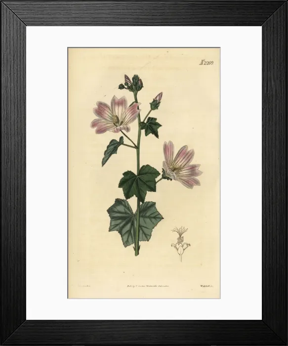 Framed Print : Australian hollyhock, Malva preissiana Framed Print : Australian hollyhock, Malva preissiana