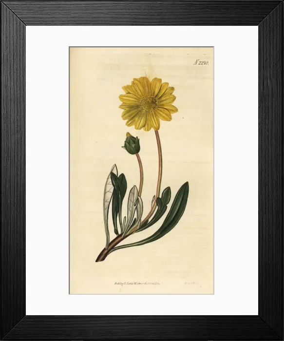 Framed Print : Treasure flower, Gazania rigens Framed Print : Treasure flower, Gazania rigens