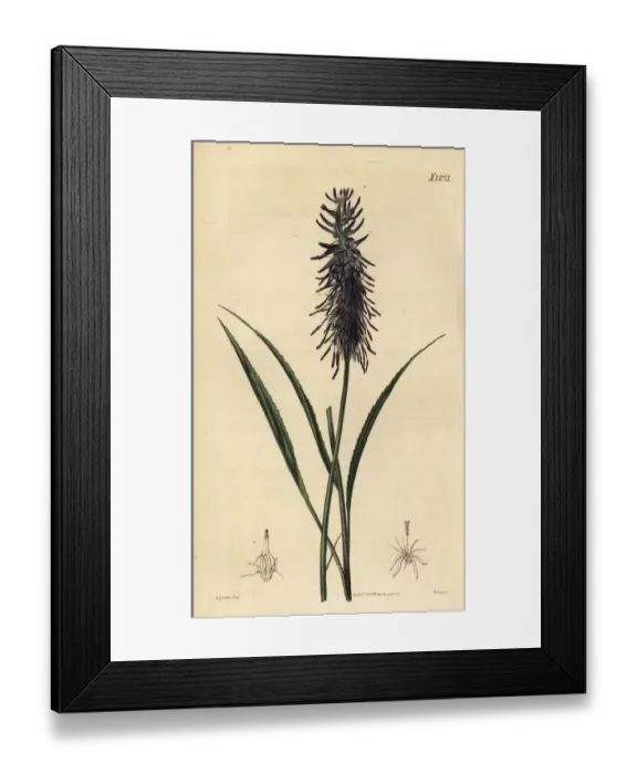 Framed Print : Scorzonera-leaved rampion, Phyteuma scorzonerifolium Framed Print : Scorzonera-leaved rampion, Phyteuma scorzonerifolium