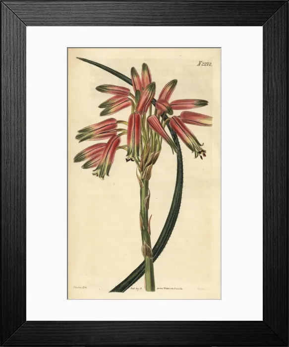 Framed Print : Small-spined aloe, Aloe micracantha Framed Print : Small-spined aloe, Aloe micracantha