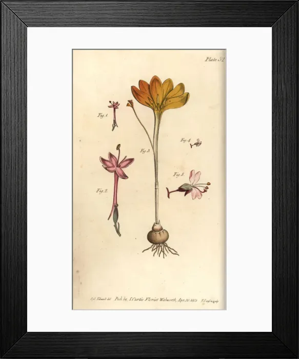 Framed Print : Cloth of gold, Crocus angustifolius and enchanter s Framed Print : Cloth of gold, Crocus angustifolius and enchanter s