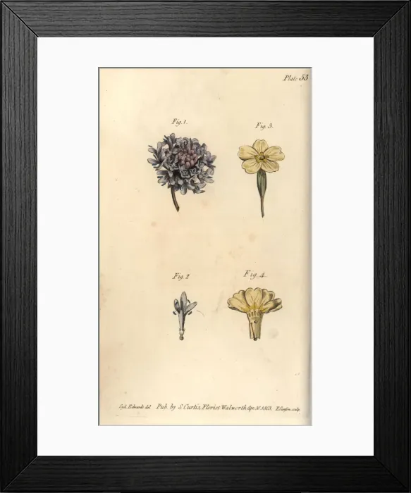 Framed Print : Scabious flower, Tetrandria, 1, 2, and primrose Framed Print : Scabious flower, Tetrandria, 1, 2, and primrose