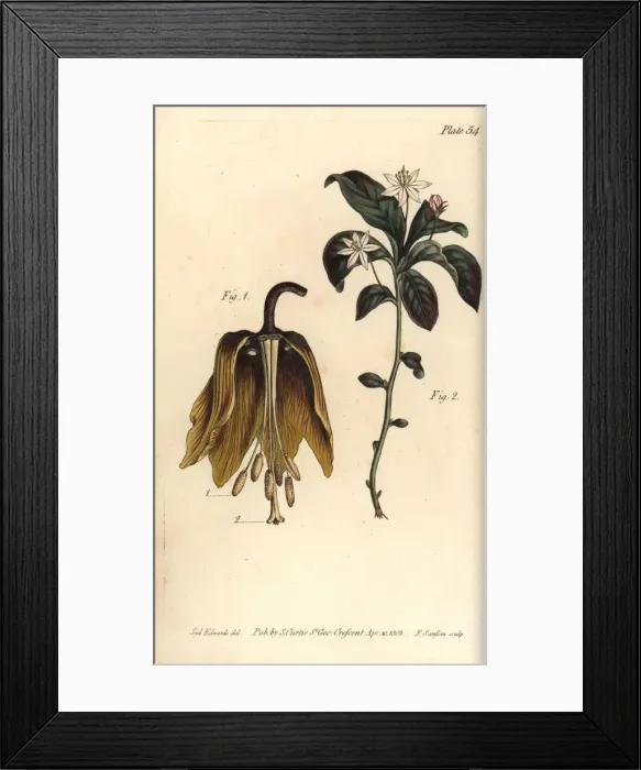 Framed Print : Crown imperial flower, Fritillaria imperialis Framed Print : Crown imperial flower, Fritillaria imperialis
