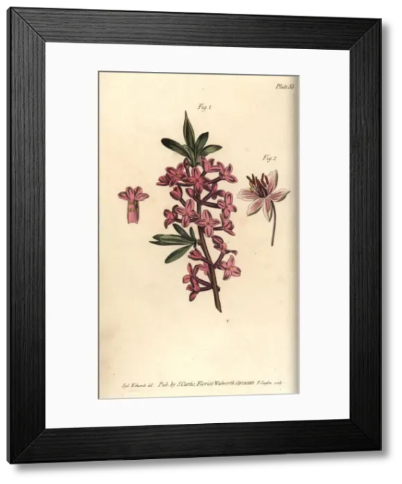 Framed Print : Mezereon, Daphne mezereum, and flowering rush Framed Print : Mezereon, Daphne mezereum, and flowering rush