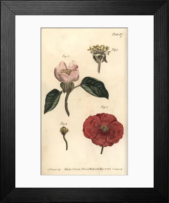Framed Print : Quince flower, Cydonia oblonga, and poppy Framed Print : Quince flower, Cydonia oblonga, and poppy