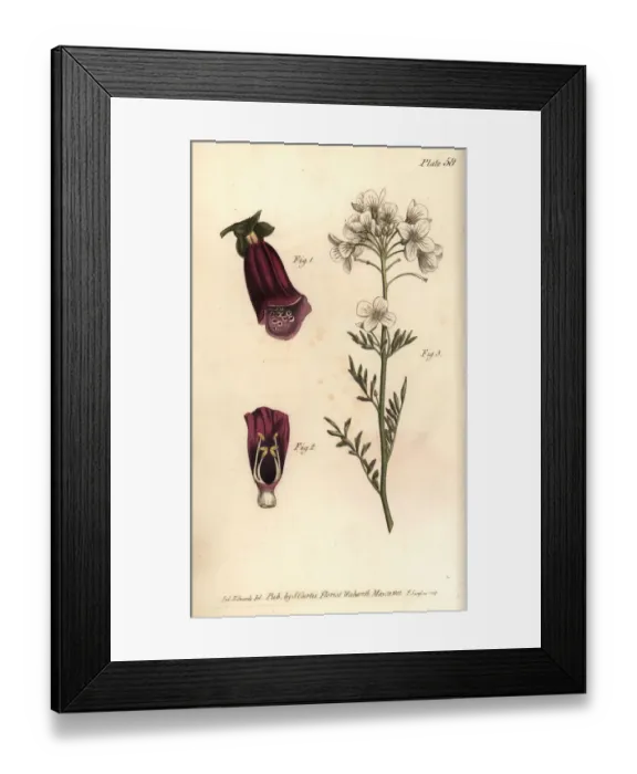 Framed Print : Foxglove, Digitalis purpurea, and ladys smock Framed Print : Foxglove, Digitalis purpurea, and ladys smock