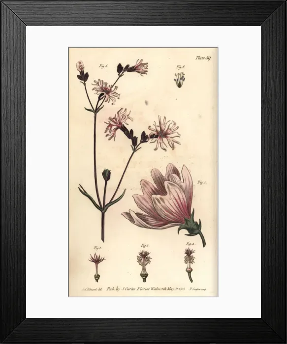 Framed Print : Mallow, Malva sylvestris, and ragged robin Framed Print : Mallow, Malva sylvestris, and ragged robin