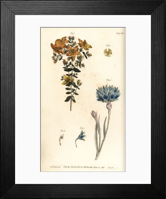 Framed Print : St. Johns wort, Hypericum perforatum Framed Print : St. Johns wort, Hypericum perforatum