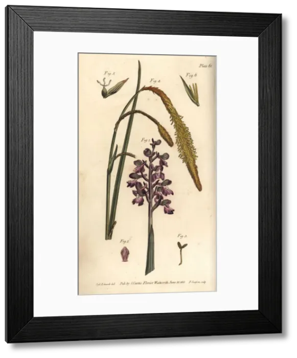 Framed Print : Purple orchid, Orchis mascula, and sedge grass, Carex hirta Framed Print : Purple orchid, Orchis mascula, and sedge grass, Carex hirta