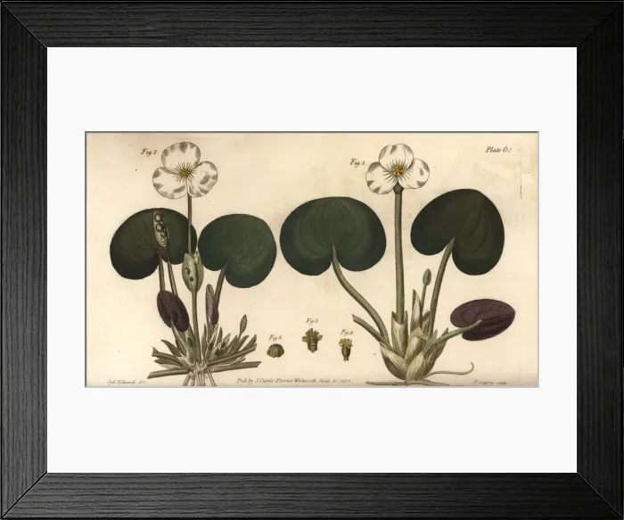 Framed Print : Frogbit, Hydrocharis morsus-ranae Framed Print : Frogbit, Hydrocharis morsus-ranae