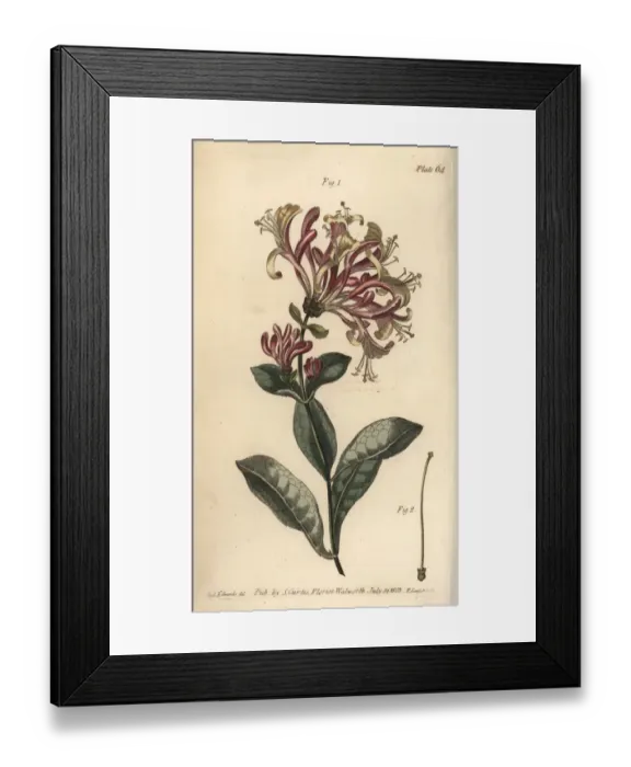 Framed Print : Honeysuckle, Lonicera caprifolium Framed Print : Honeysuckle, Lonicera caprifolium