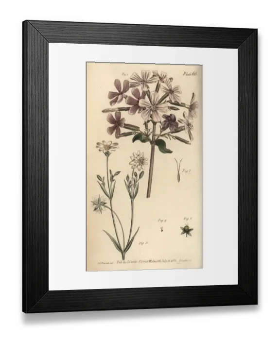 Framed Print : Soapwort, Saponaria officinalis, and greater Framed Print : Soapwort, Saponaria officinalis, and greater