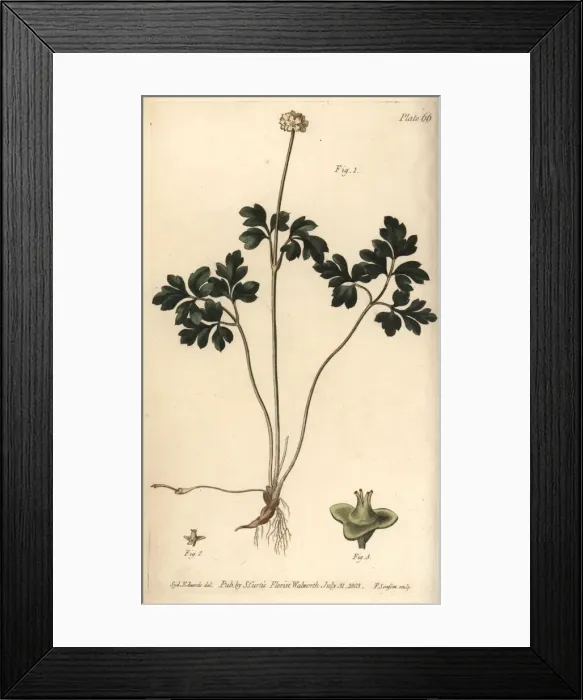Framed Print : Muskroot, Adoxa moschatellina Framed Print : Muskroot, Adoxa moschatellina