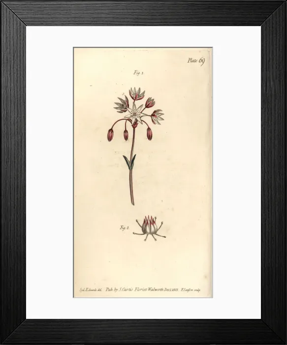 Framed Print : Hermaphrodite flower with seven pistilla Framed Print : Hermaphrodite flower with seven pistilla