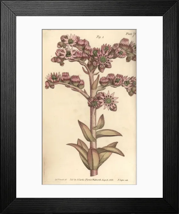 Framed Print : Houseleek, Sempervivum tectorum Framed Print : Houseleek, Sempervivum tectorum