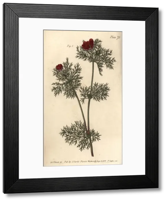 Framed Print : Pheasants eye, Adonis annua Framed Print : Pheasants eye, Adonis annua
