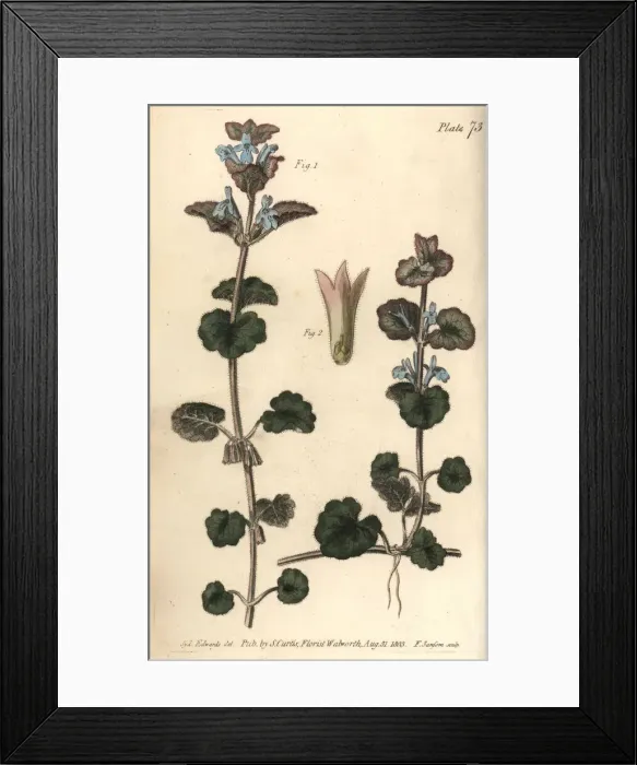 Framed Print : Ground ivy, Glechoma hederacea, Gymnospermia Framed Print : Ground ivy, Glechoma hederacea, Gymnospermia