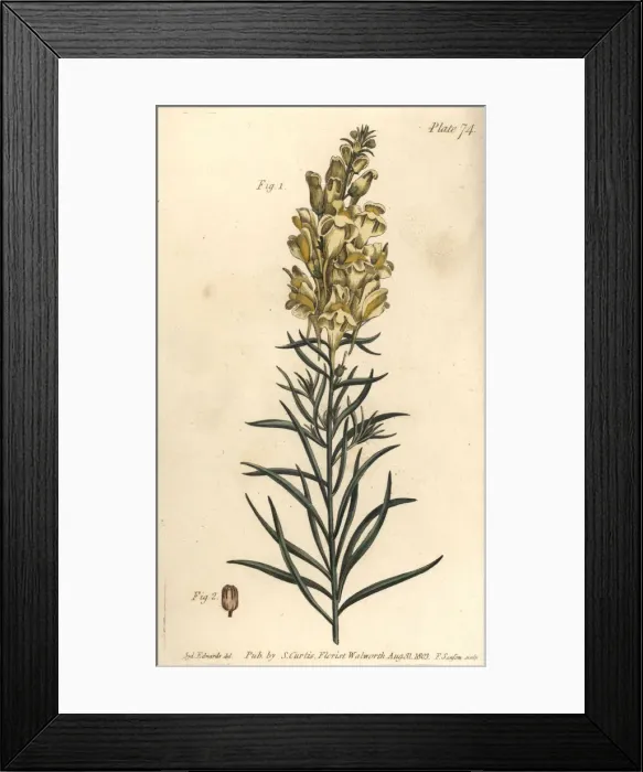 Framed Print : Yellow toad flax or snapdragon, Antirrhinum Framed Print : Yellow toad flax or snapdragon, Antirrhinum