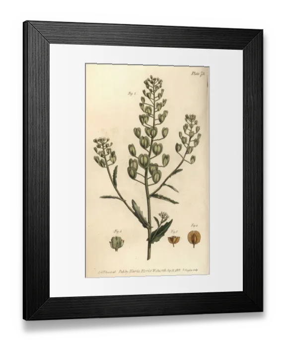 Framed Print : Pennycress, Thlaspi arvense