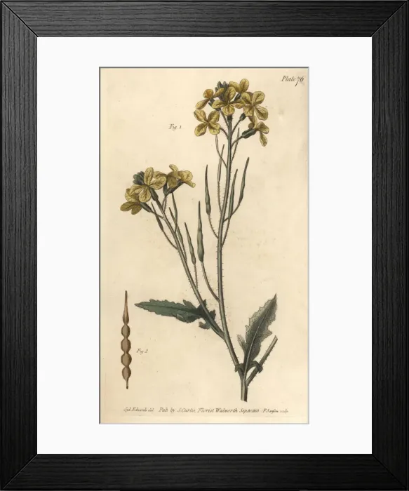 Framed Print : Wild radish, Raphanus raphanistrum Framed Print : Wild radish, Raphanus raphanistrum