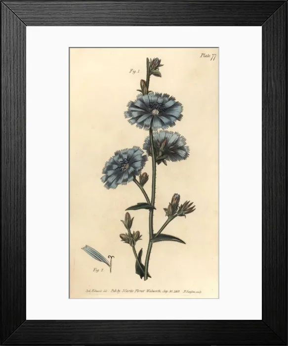 Framed Print : Blue succory or common chicory, Cichorium intybus Framed Print : Blue succory or common chicory, Cichorium intybus
