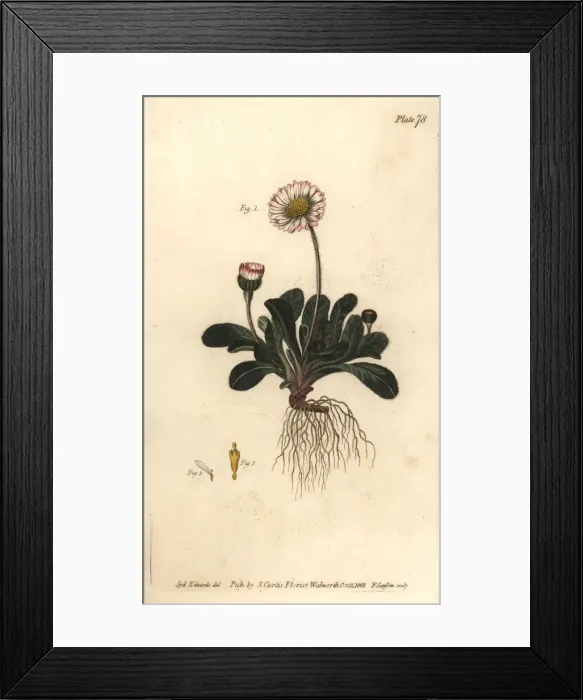 Framed Print : Daisy, Bellis perennis Framed Print : Daisy, Bellis perennis