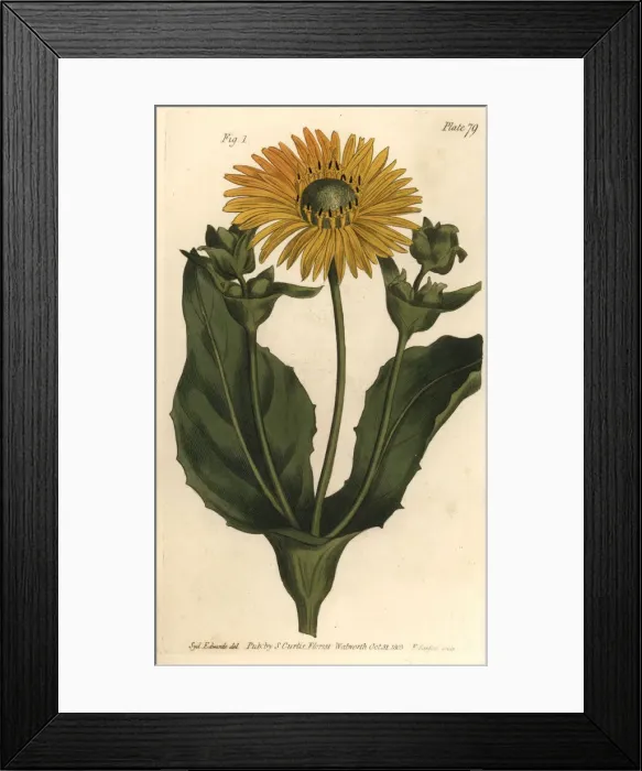 Framed Print : Silphium or rosinweed, Silphium asteriscus Framed Print : Silphium or rosinweed, Silphium asteriscus