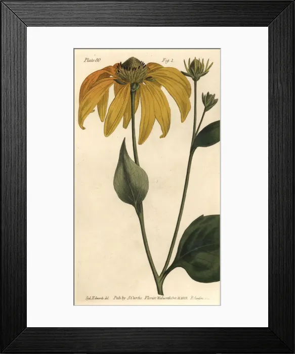 Framed Print : Coneflower or black-eyed-susan, Rudbeckia hirta Framed Print : Coneflower or black-eyed-susan, Rudbeckia hirta