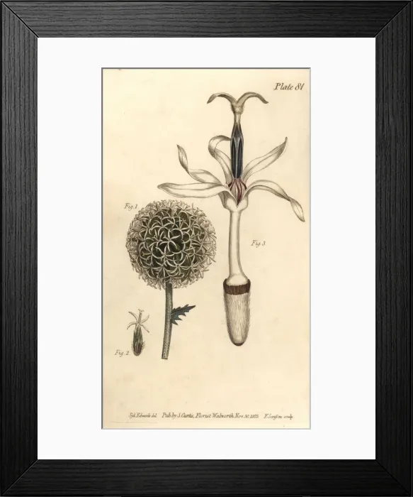 Framed Print : Globe thistle, Echinops sphaerocephalus Framed Print : Globe thistle, Echinops sphaerocephalus
