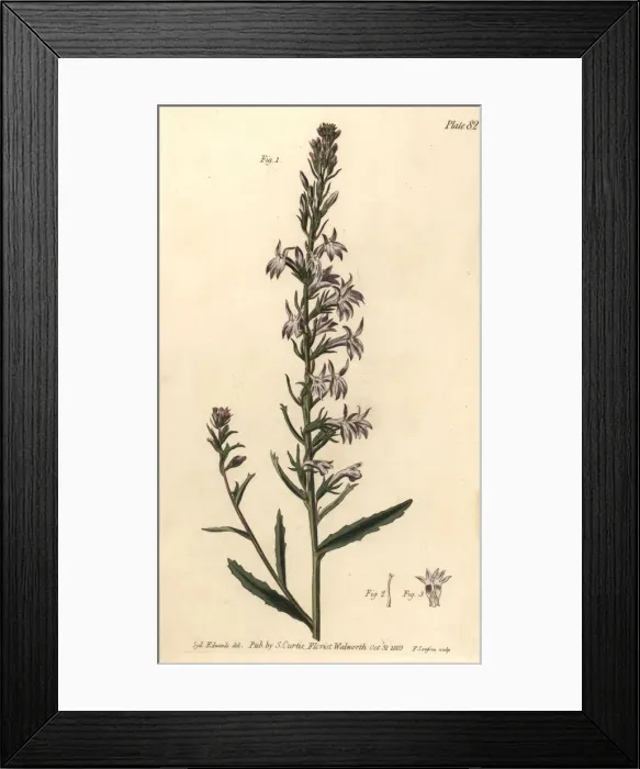Framed Print : Heath lobelia, Lobelia urens Framed Print : Heath lobelia, Lobelia urens