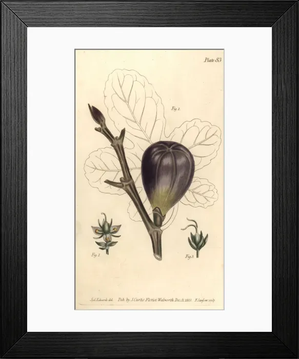 Framed Print : Fig, Ficus carica Framed Print : Fig, Ficus carica