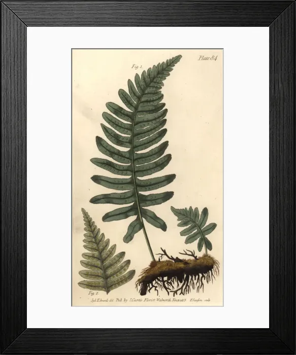 Framed Print : Rockcap fern or polypody, Polypodium vulgare, Filices Framed Print : Rockcap fern or polypody, Polypodium vulgare, Filices