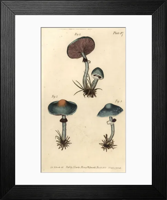 Framed Print : Verdigris mushroom or verdigris agaric, Stropharia Framed Print : Verdigris mushroom or verdigris agaric, Stropharia