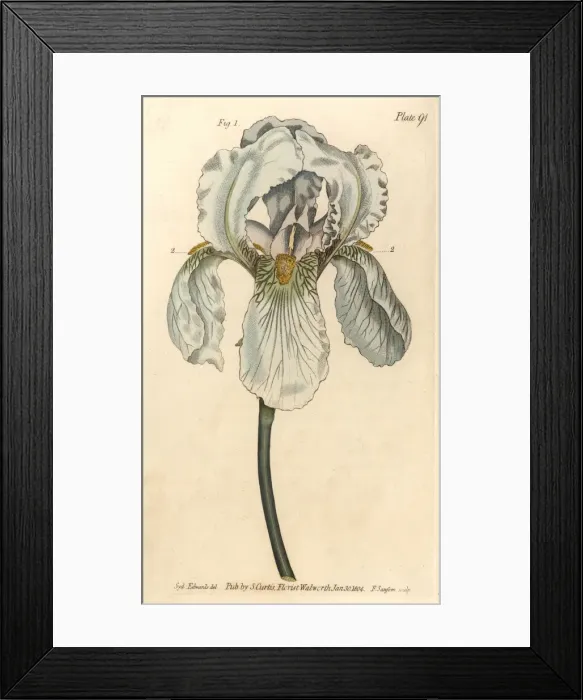 Framed Print : Iris florentina, Iris germanica nothovar Framed Print : Iris florentina, Iris germanica nothovar