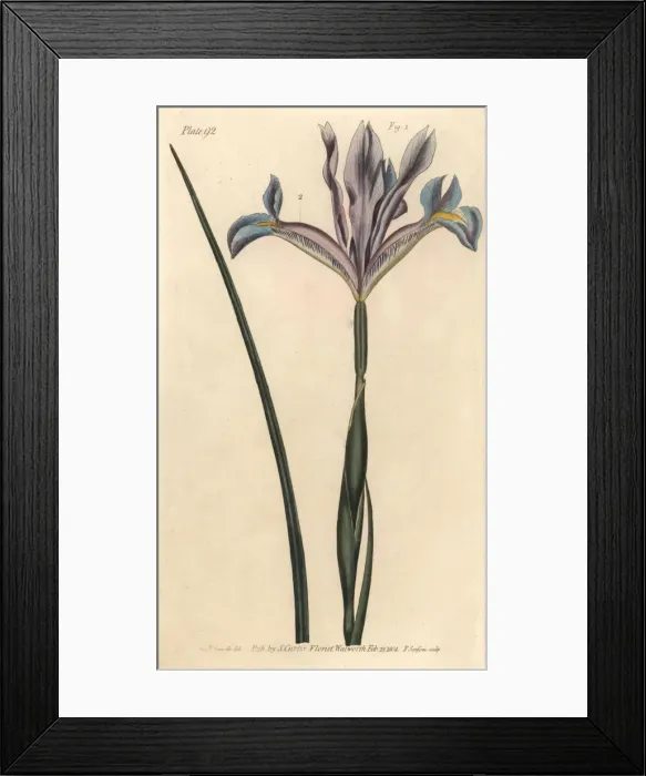 Framed Print : Spanish iris, Iris xiphium Framed Print : Spanish iris, Iris xiphium