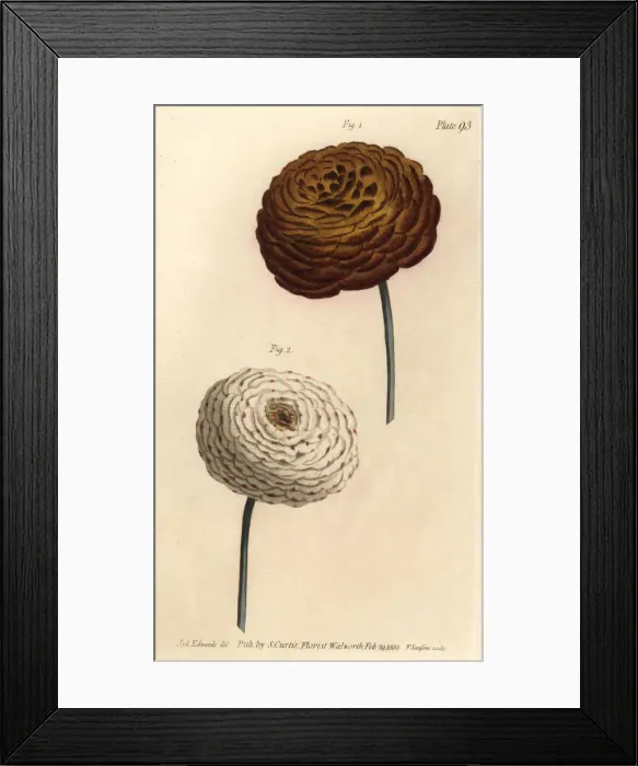 Framed Print : Double ranunculus varieties, Persian buttercup Framed Print : Double ranunculus varieties, Persian buttercup