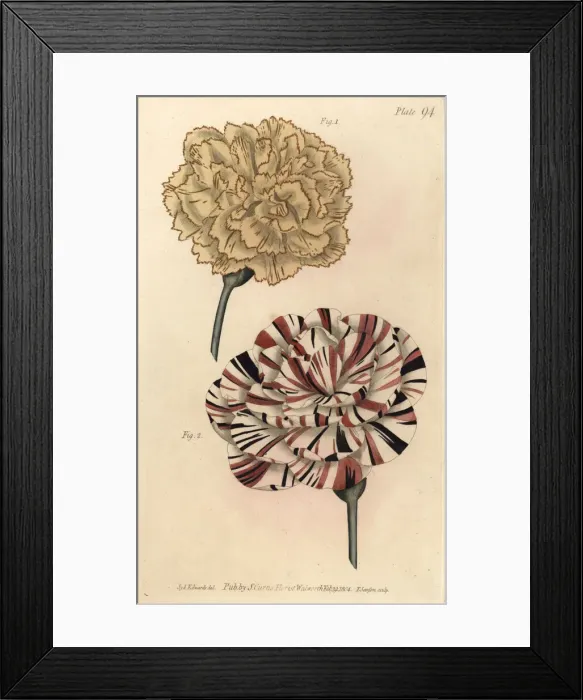 Framed Print : Picotee carnation 1 and scarlet bizard carnation Framed Print : Picotee carnation 1 and scarlet bizard carnation