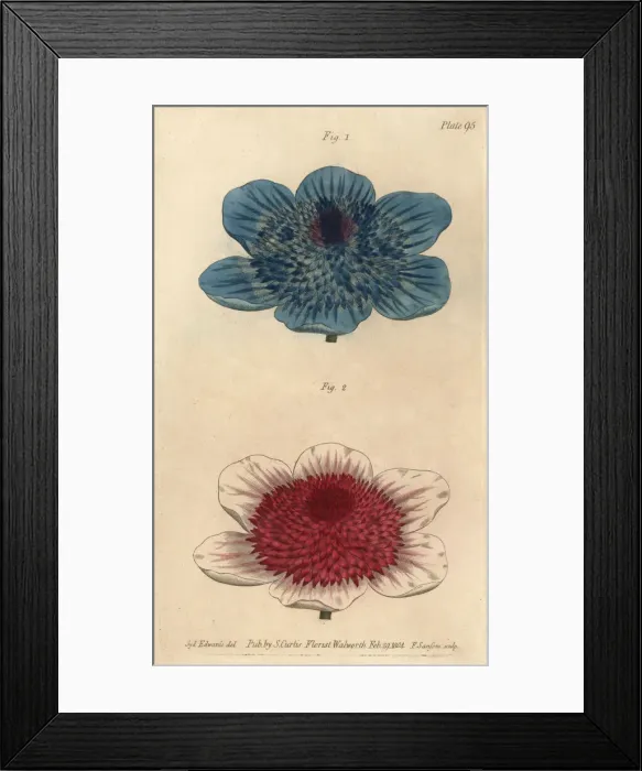 Framed Print : Double blue anemone and double anemone varieties Framed Print : Double blue anemone and double anemone varieties