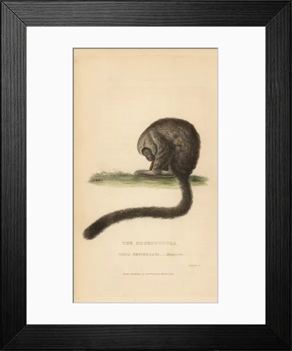 Framed Print : Three-striped night monkey, Aotus trivirgatus Framed Print : Three-striped night monkey, Aotus trivirgatus