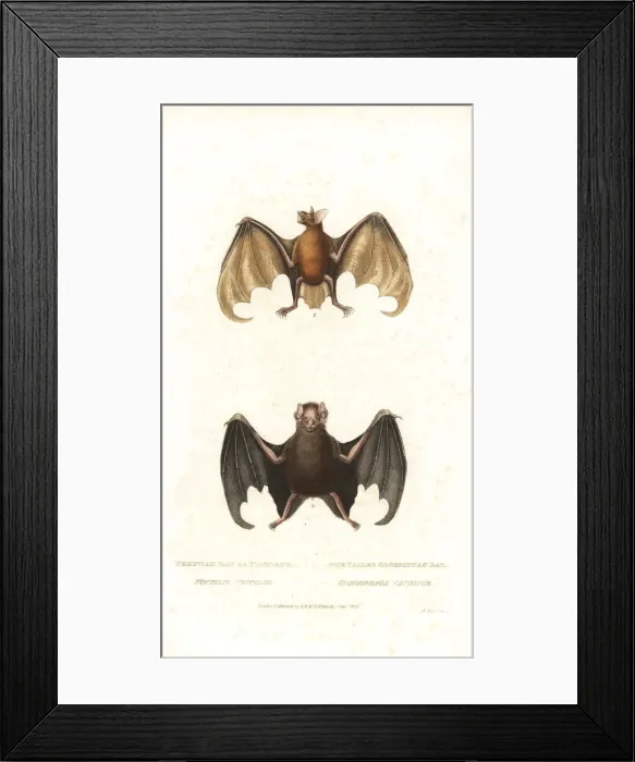 Framed Print : Greater bulldog bat or fisherman bat (Noctilio leporinus Framed Print : Greater bulldog bat or fisherman bat (Noctilio leporinus