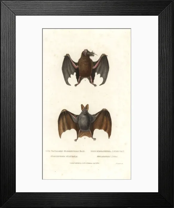 Framed Print : Tailed tailless bat and greater false vampire bat Framed Print : Tailed tailless bat and greater false vampire bat