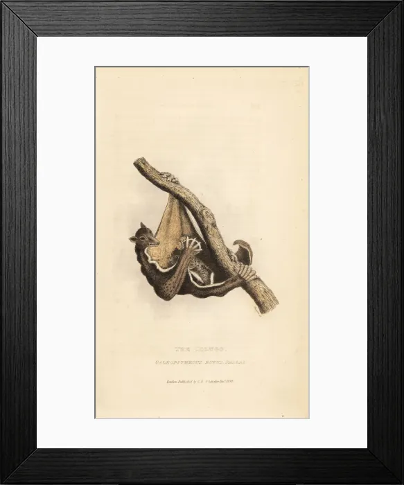 Framed Print : Philippine flying lemur, Cynocephalus volans Framed Print : Philippine flying lemur, Cynocephalus volans