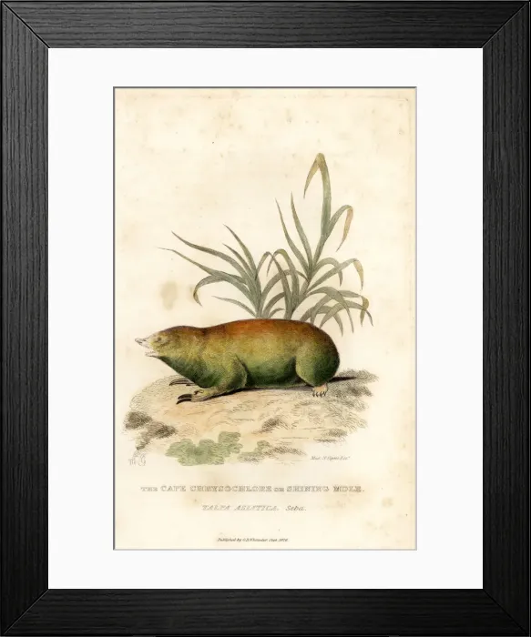 Framed Print : Cape golden mole, Chrysochloris asiatica Framed Print : Cape golden mole, Chrysochloris asiatica