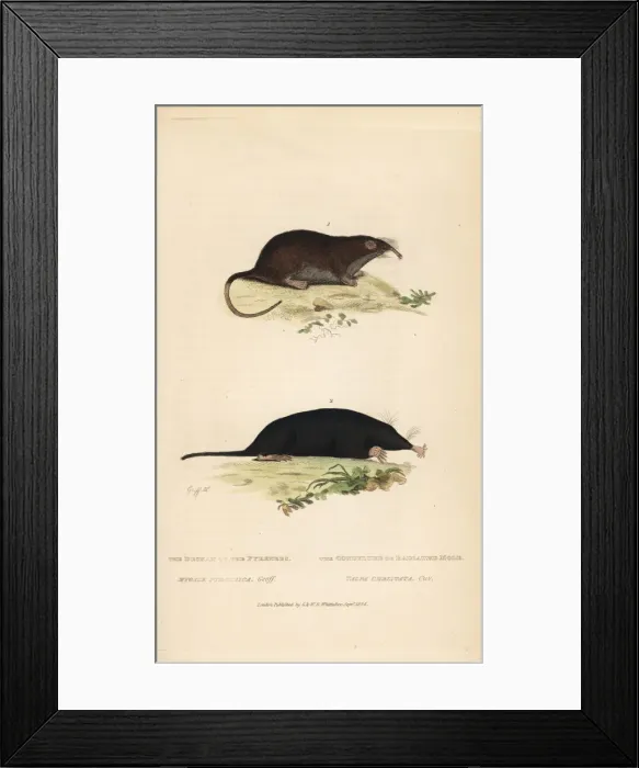 Framed Print : Pyrenean desman (vulnerable) and star-nosed mole Framed Print : Pyrenean desman (vulnerable) and star-nosed mole