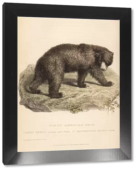 Grizzly bear, Ursus arctos. Endangered