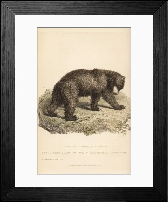 Framed Print : Grizzly bear, Ursus arctos. Endangered Framed Print : Grizzly bear, Ursus arctos. Endangered