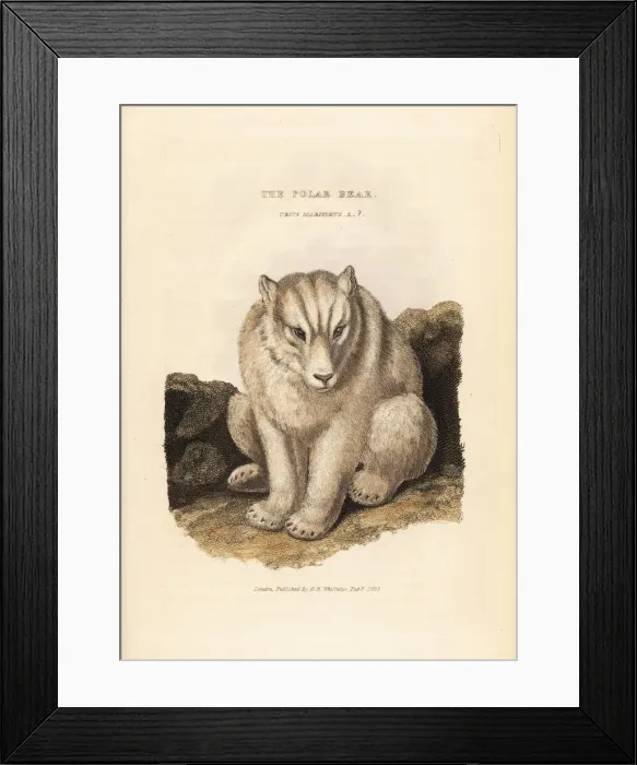 Framed Print : Polar bear, Ursus maritimus. Vulnerable Framed Print : Polar bear, Ursus maritimus. Vulnerable