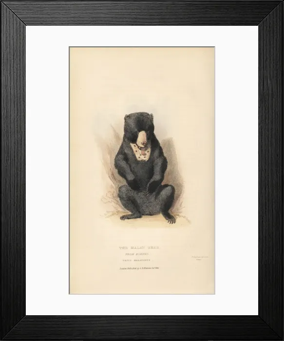 Framed Print : Sun bear, Helarctos malayanus. Vulnerable Framed Print : Sun bear, Helarctos malayanus. Vulnerable