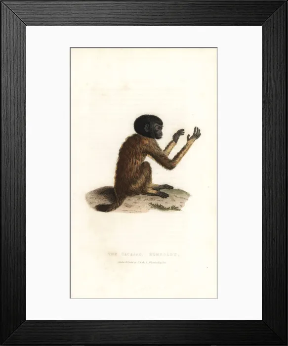 Framed Print : Golden-backed uakari, Cacajao melanocephalus Framed Print : Golden-backed uakari, Cacajao melanocephalus