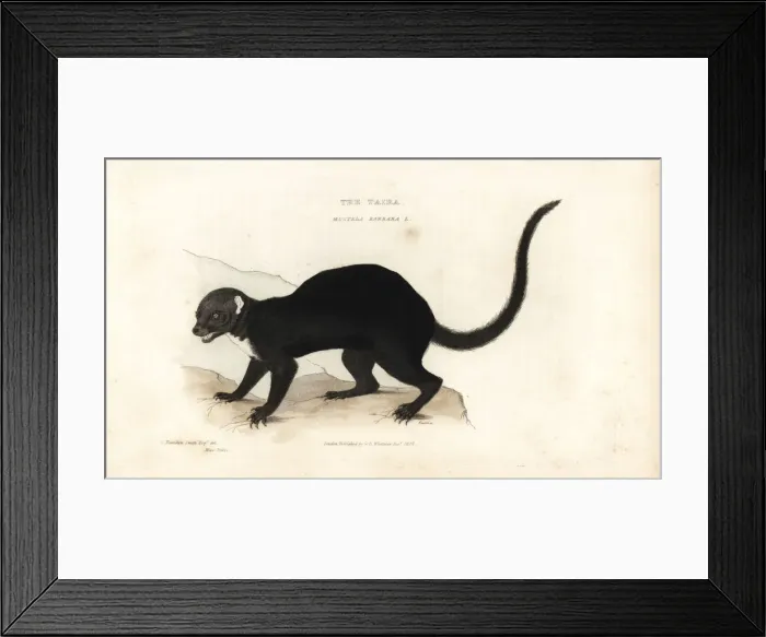 Framed Print : Tayra, Eira barbara Framed Print : Tayra, Eira barbara